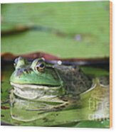 Roseland Lake American Green Frog Wood Print