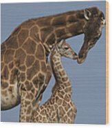 Rothschild Giraffe And Calf Nuzzling Wood Print