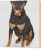 Rottweiler Dog Isolated On White Wood Print