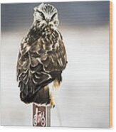 Rough-legged Hawk With The Death Stare Wood Print