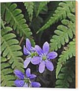 Round Lobed Hepatica Wildflower And Ferns Wood Print