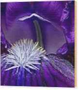 Royal Purple Iris Is Quite A Lady Wood Print