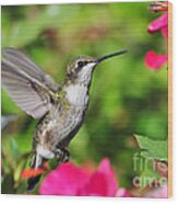 Ruby Throated Humingbird Wood Print