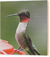 Ruby-throated Hummingbird Male 11702-1 Wood Print