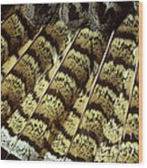 Ruffed Grouse Tail Feathers Wood Print