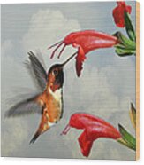 Rufous Hummingbird And Wild Flower Wood Print