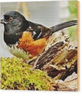 Spotted Towhee Wood Print