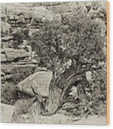 Rugged Tree Wood Print