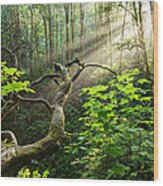 Sacred Grove Wood Print