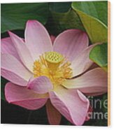 Sacred Lotus Wood Print