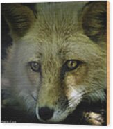 Sad Red Fox Missed His Prey Wood Print