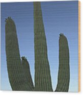Saguaro Cactus At Sunset Wood Print