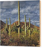 Saguaro Cactuses In Saguaro National Park Near Tucson Arizona Wood Print