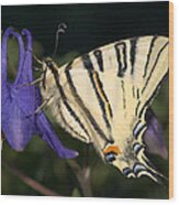 Sail Swallowtail Butterfly Wood Print