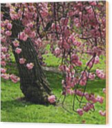 Sakura Blossom Wood Print
