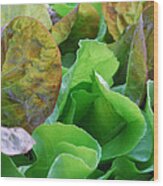Saladscape Wood Print