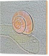 Salmon Snail Shell On Grey Treebark Wood Print