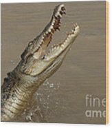 Salt Water Crocodile Australia Wood Print