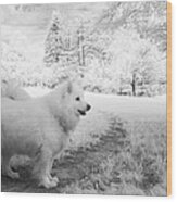 Samoyed In Ir Wood Print