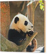 San Diego Zoo Panda Bear Xiao Liwu Wood Print