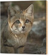 Sand Cat (felis Margarita) Wood Print