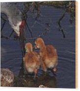 Sandhill Crane Feeding Chicks In Water Wood Print