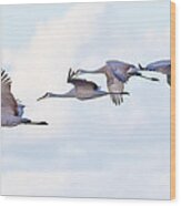 Sandhill Cranes Landing Wood Print