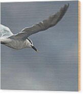 Sandwich Tern Wood Print