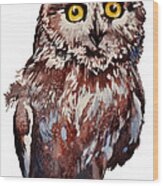 Da148 Saw Whet Owl Daniel Adams Wood Print