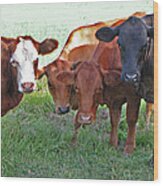 Say Moooooo 6377 Wood Print