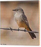Say's Phoebe On A Barbed Wire Wood Print