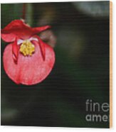 Scarlet Begonia Wood Print