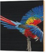 Scarlet Macaw Fan Wood Print