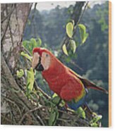 Scarlet Macaw In Rainforest Canopy Wood Print