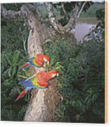 Scarlet Macaws Perching Amazon Basin Wood Print