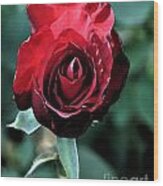 Red Rose Bloom Wood Print