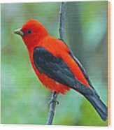 Scarlet Tanager Wood Print