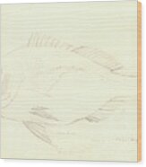 Sciaena Fish Wood Print
