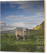 Scottish Sheep Wood Print