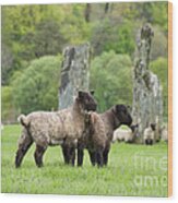 Scottish Sheep Wood Print