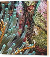 Sea Anemone And Coral Rainbow Wall Wood Print