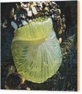 Sea Anemone With Beautiful Jelly Wood Print