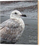 Sea Gull By The Ocean Shore Wood Print