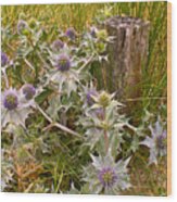 Sea Holly Wood Print