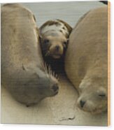 Sea Lions Rest On A Buoy Off The Coast Wood Print