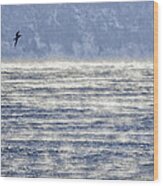 Sea Smoke And Gull Blues Wood Print