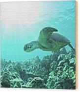 Sea Turtle Light Wood Print