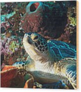 Sea Turtle Wood Print