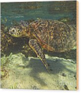 Sea Turtle Swimming Wood Print