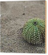 Sea Urchin Wood Print